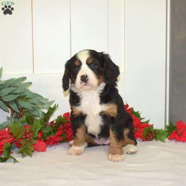 Piper, Miniature Bernese Mountain Dog Puppy