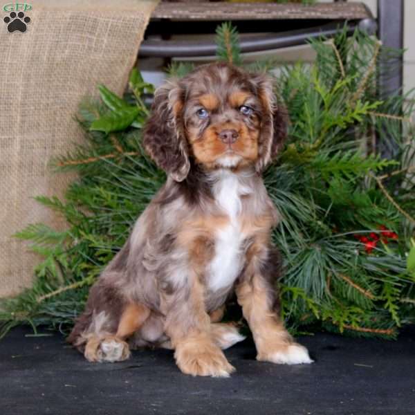 Piper, Cocker Spaniel Puppy