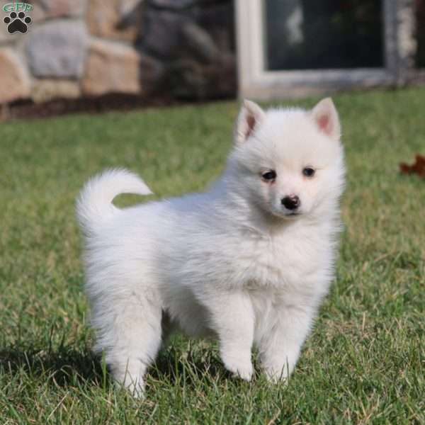 Piper, Pomsky Puppy