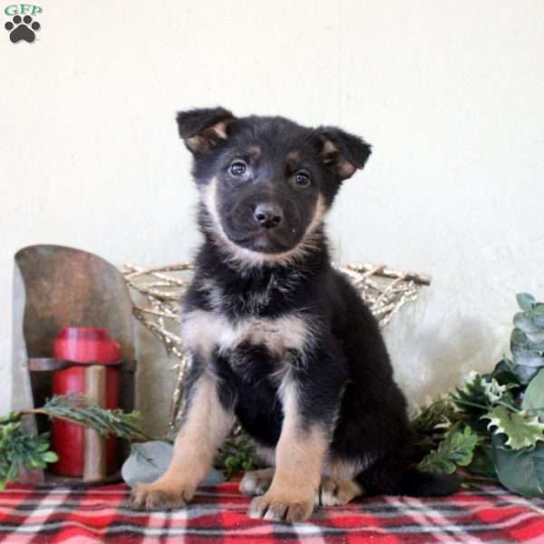 Piper, German Shepherd Puppy