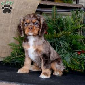 Piper, Cocker Spaniel Puppy