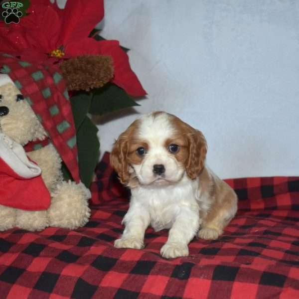 Pistachio, Cavalier King Charles Spaniel Puppy