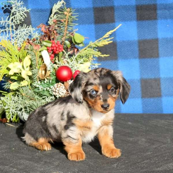 Pixie-Mini, Dachshund Puppy