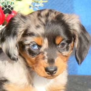 Pixie-Mini, Dachshund Puppy