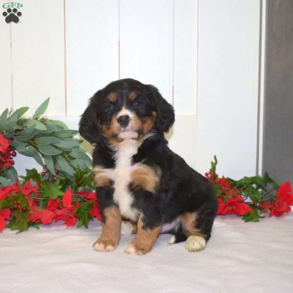 Pluto, Miniature Bernese Mountain Dog Puppy