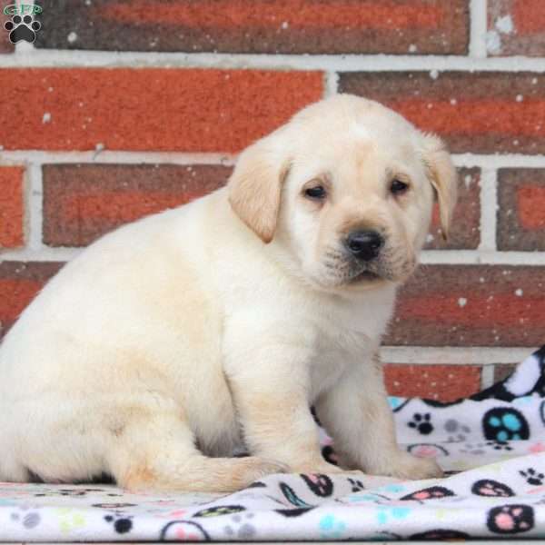 Polar, Yellow Labrador Retriever Puppy