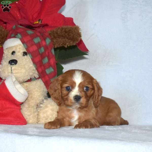 Polar, Cavalier King Charles Spaniel Puppy