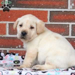 Polar, Yellow Labrador Retriever Puppy