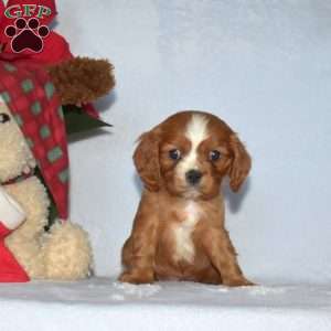 Polar, Cavalier King Charles Spaniel Puppy