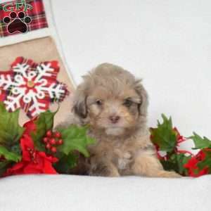 Polar, Shih-Poo Puppy