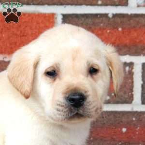 Polar, Yellow Labrador Retriever Puppy