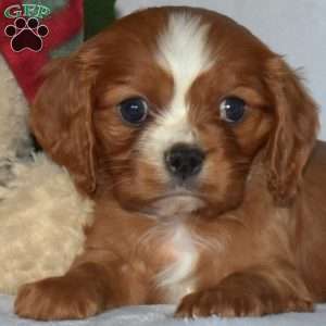 Polar, Cavalier King Charles Spaniel Puppy