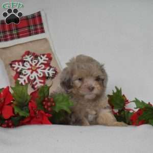 Polar, Shih-Poo Puppy