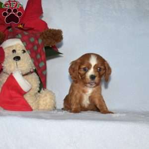 Polar, Cavalier King Charles Spaniel Puppy