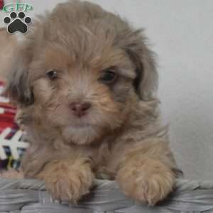 Polar, Shih-Poo Puppy