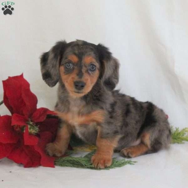 Polly-Mini, Dachshund Puppy