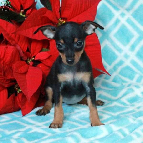 Polly, Miniature Pinscher Puppy