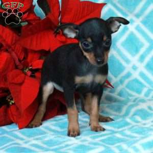 Polly, Miniature Pinscher Puppy