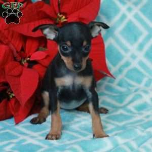 Polly, Miniature Pinscher Puppy