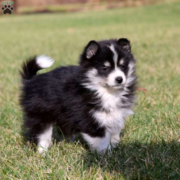 Polly, Pomsky Puppy