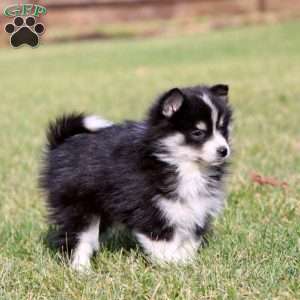 Polly, Pomsky Puppy