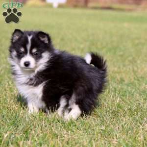 Polly, Pomsky Puppy