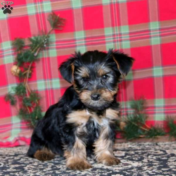 Poppy, Yorkie Puppy