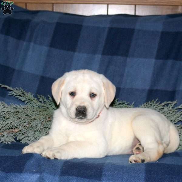 Poppy, Yellow Labrador Retriever Puppy