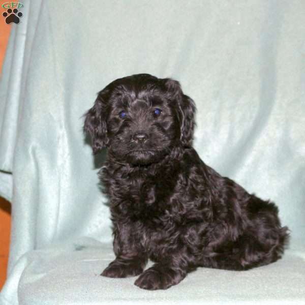 Poppy, Cavapoo Puppy