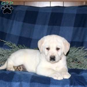 Poppy, Yellow Labrador Retriever Puppy