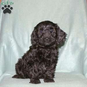 Poppy, Cavapoo Puppy