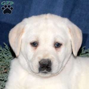 Poppy, Yellow Labrador Retriever Puppy