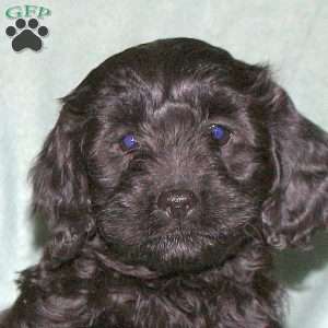 Poppy, Cavapoo Puppy