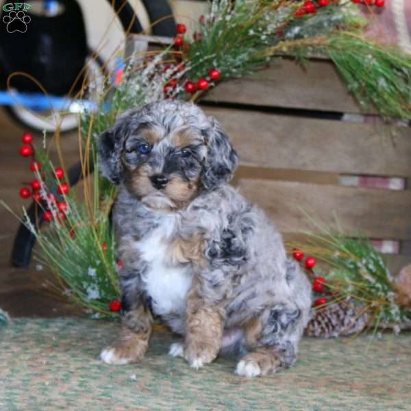 Poppy, Cockapoo Puppy