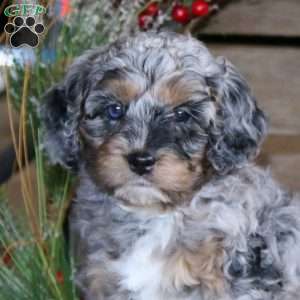 Poppy, Cockapoo Puppy