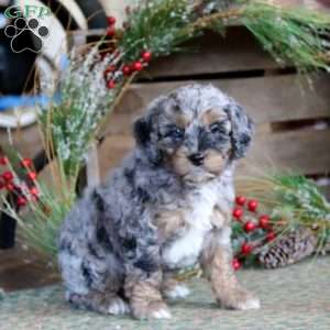 Poppy, Cockapoo Puppy