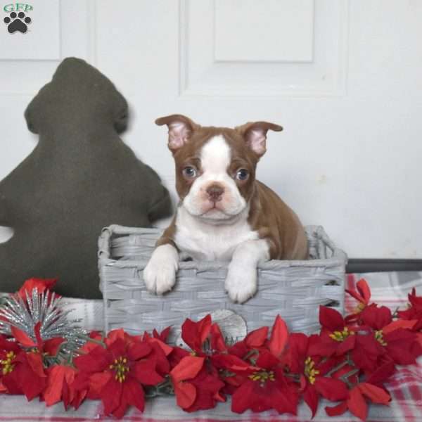 Prancer, Boston Terrier Puppy