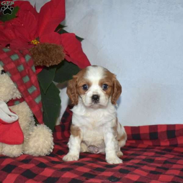 Prancer, Cavalier King Charles Spaniel Puppy