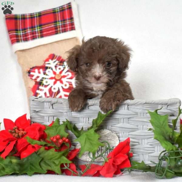 Prancer, Shih-Poo Puppy