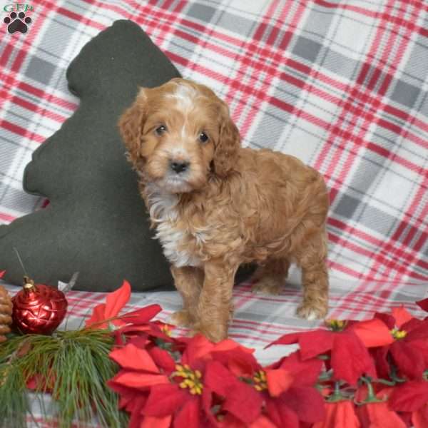 Prancer, Cavapoo Puppy