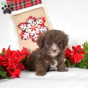 Prancer, Shih-Poo Puppy