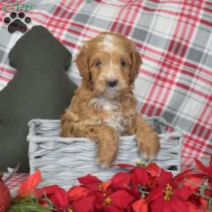 Prancer, Cavapoo Puppy