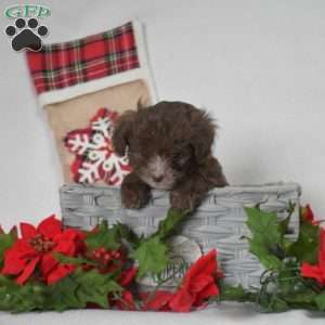 Prancer, Shih-Poo Puppy