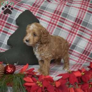 Prancer, Cavapoo Puppy