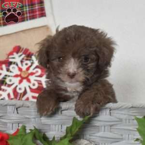 Prancer, Shih-Poo Puppy