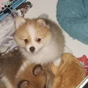 Prancer, Pomeranian Puppy