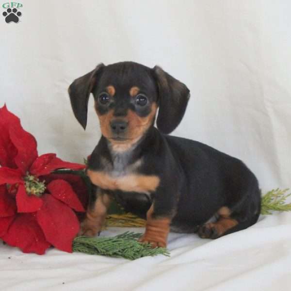 Precious-Mini, Dachshund Puppy