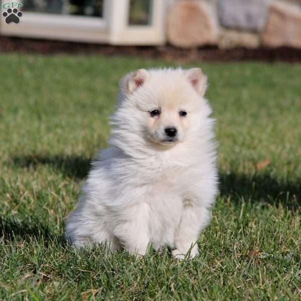 Precious, Pomsky Puppy