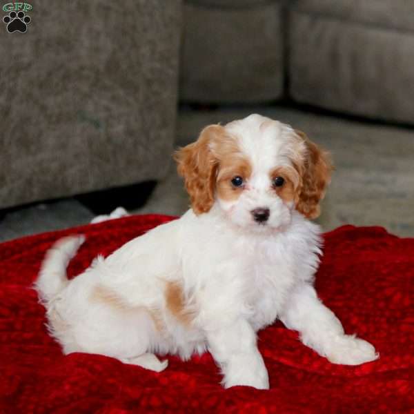 Precious, Cavapoo Puppy