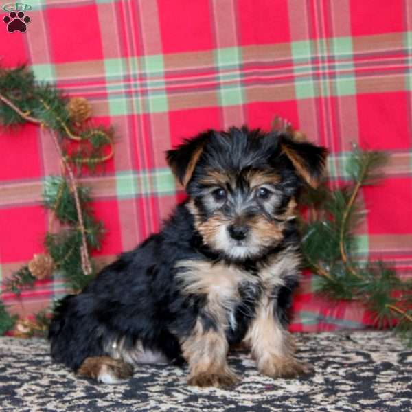 Precious, Yorkie Puppy